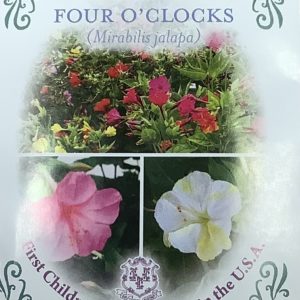 Four O'Clock Seed Packet