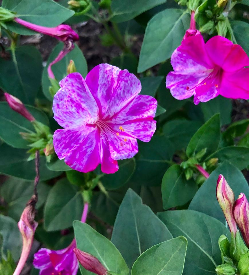 four-oclock-flowers